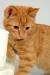 Fluffy Orange Tabby Cat