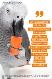 Pin Auf Ann Castro Die Vogelschule Fur Papageien Sittiche