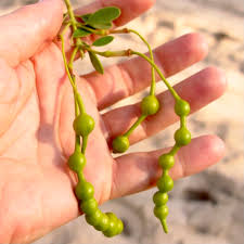 Image result for Maerua andradae