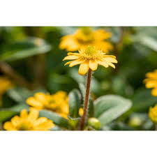 Image result for foto Vitálka