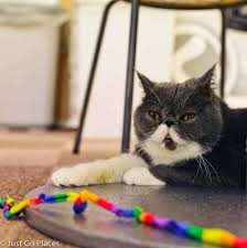 There are many animal cafes throughout tokyo; A Complete Cutefest At A Cat Cafe With Kids