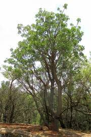 Image result for Erythrina madagascariensis