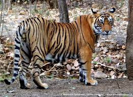Pin On Big Cats Wild Cats
