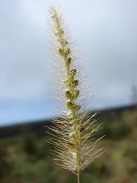 Image result for Setaria parviflora