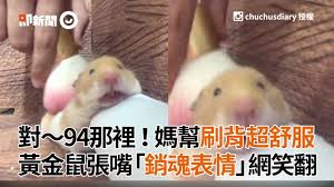 314 likes · 52 talking about this. åª½æ‹¿è»Ÿæ¯›åˆ·å¹«é»ƒé‡'é¼ åˆ·èƒŒç‰ å¼µå˜´éœ² éŠ·é­‚è¡¨æƒ… å¯æ„›åˆæžç¬' å¯µç‰©é¼  ç¿¹å±è‚¡ Youtube