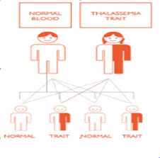 Marriage In Thalassemia Patients Letshelpsome1