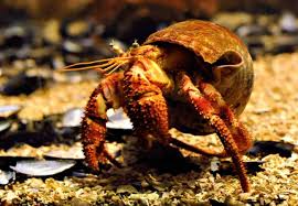 89 free images of crab+hermit. Hermit Crabs Detailed Guide Care Diet And Breeding Shrimp And Snail Breeder