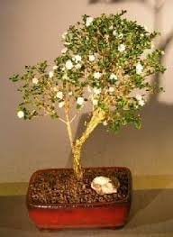 Buy quality indoor and outdoor bonsai trees from top uk suppliers online at bonsai.co.uk! Flowering Snow Rose Serissa Bonsai Tree For Sale Large Serissa Foetida Bonsai Tree Gardener
