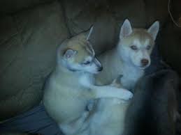 Meagan jones is located in charlotte court house, va who currently has a cute litter of siberian husky mix puppies. Siberian Husky Puppies For Sale In Norfolk Virginia Classified Americanlisted Com