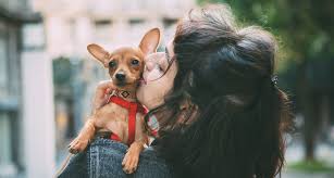 Choosing a name for your female puppy or dog requires a little inspiration and plenty of thought. Love Inspired Dog Names Bechewy