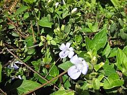 Image result for Barleria crossandriformis