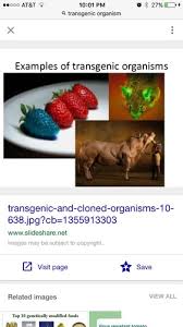Transgenic organism's outstanding troubleshooters can. Biology Genetic Engineering Flashcards Quizlet