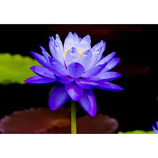 First time i have got my nose near a lotus flower, and realised. Blue Water Lily Plant At Rs 200 Piece à¤² à¤² à¤« à¤² à¤• à¤ª à¤§ à¤² à¤² à¤« à¤² à¤µà¤° à¤ª à¤² à¤Ÿ M S Malik Enterprises Greater Noida Id 15490002591