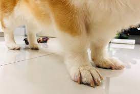uh about 6cm 柯基 毛孩子是家人 犬 台灣 iphonex pet corgi dog doggy puppy baby pooch doogie cute love family leggings girl daughter t corgi dog baby puppies puppies