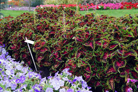 Image result for Coleus hereroensis