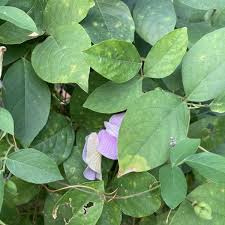 Image result for Centrosema pubescens