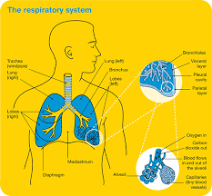 They may have more symptoms like coughing and breathing difficulty. Lung Cancer Overview Cancer Council Victoria