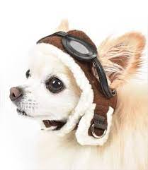 Aviator Hat By Dogo Pet Enchanting Bolognese Dog Hats Aviator Hat Dog Parade
