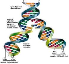 Depolarization occurs in a wave across the membrane, starting at the dendrite that received the signal, moving toward the cell body, across the cell body, and then away from the cell down the axon. Deoxyribonucleic Acid Dna Accessscience From Mcgraw Hill Education