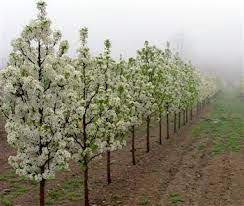 The 16 Best Ornamental Trees For The Landscape Ornamental Trees Dwarf Trees For Landscaping Ornamental Pear Tree