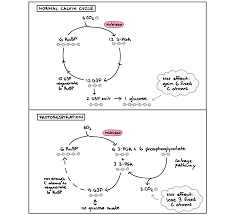 photorespiration article photosynthesis khan academy