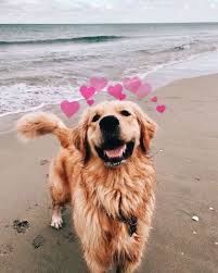 Ashxleyg Cute Baby Animals Cute Animals Puppies