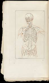 Take a look at my fully muscled torso based on actual human anatomy knowledge. File Illustration Of The Muscles And Skeleton Of The Human Torso Wellcome L0064436 Jpg Wikimedia Commons