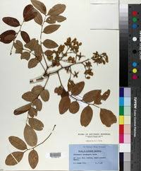 Image result for Pericopsis