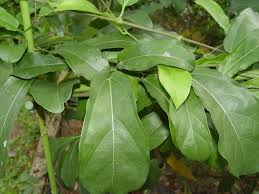 kinin agaci cinchona succirubra l rubiaceae fam bulundugu yerler kinin agacinin vatani guney amerika nin tropikal bolgeleridir du bi tki tropikal yesil