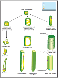 Maybe you would like to learn more about one of these? Differentiation In Plants