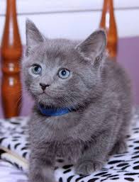 Perfect russian blue kittens for in los angeles, beautiful kitten russian blue reach in celebration, beautiful russian blue todayterre haute, in cats for sale or adoption offered. Russian Blue Cats For Sale Petfinder