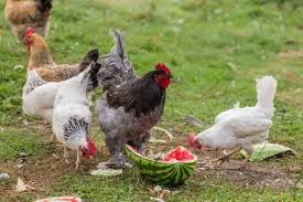 Que Mange Une Poule Alimentation Des Poules Video Hobby Farms Chicken Boredom Chickens In The Winter