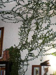 Eye Catching Indoor Climbing Plants Indoor Climbing Plants Indoor Vines Wall Climbing Plants