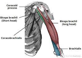 Teres major is a thick and ovoid muscle in the upper arm. Muscles Of The Upper Arm Biceps Triceps Teachmeanatomy