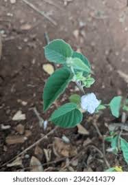 Image result for Jacquemontia paniculata