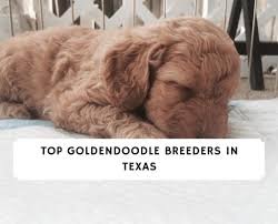 Mom 50 lbs dad 60. Top 5 Goldendoodle Breeders In Texas 2021 We Love Doodles