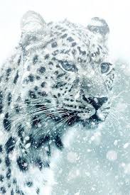 صور فهد أجمل صور حيوان النمر مع بعض المعلومات عنه Animals Cheetah Pictures Cheetah Animal