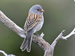 Image result for Spragueanella