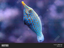 Maybe you would like to learn more about one of these? Orange Spotted Image Photo Free Trial Bigstock