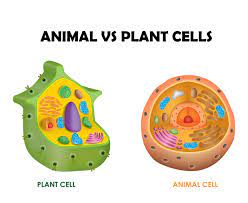 Animal cell vs plant cell pictures. Animal Cell V S Plant Cells Regeneration Biology Pharmaceutical Research Labs Products Services