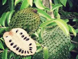 Retail rm10 / 30 biji. Farmasi Keladi Produk Ndlife Kapsul Daun Durian Facebook