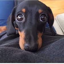Dachshund Puppy Eyes Baby Dogs Dachshund Puppies Dachshund Puppy
