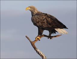 These birds are adapted to an aquatic existence with webbed feet, flattened bills, and feathers that are excellent at shedding water due to an oily coating. Stodutfodring Av Ornar Falbygdens Fagelklubb