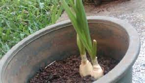 Bawang putih ini merupakan bawang putih impor yang berasal dari tiongkok, bawang putih ini termasuk bawang putih yang banyak digemari jarak tanam bawang putih yaitu sekitar 10x10cm, kedalaman menanam bawang putih yang belum berkecambah secara langsung dalam pot adalah. Menanam Bawang Putih Di Pot