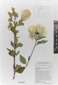 Image result for Hibiscus malacospermus