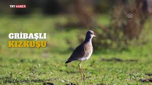 Turkiye De Yeni Bir Kus Turu Tespit Edildi Gribasli Kizkusu Youtube