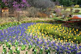 Pada musim bunga, terdapat pelbagai tempat diseluruh korea dimana anda boleh melihat keindahan warna pink muda bunga ceri. Alhamdulilah Di Sini Kaki Ku Melangkah Jalan Jalan Korea 2017 Musim Bunga Di Garden Of Morning Calm Dan Nami Island