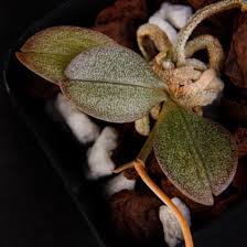 Image result for Aerangis appendiculata