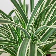 Image result for Chlorophytum ruahense