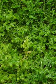 Image result for Selaginellaceae